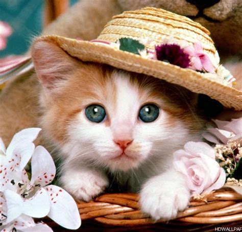 Cute Kittens High Definition Wallpapers High Definition Backgrounds