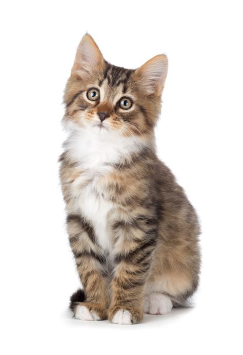 While referring to pictures of tabby cats and kittens gallery. The Personality of a Tabby Cat is Quite Unique in All ...