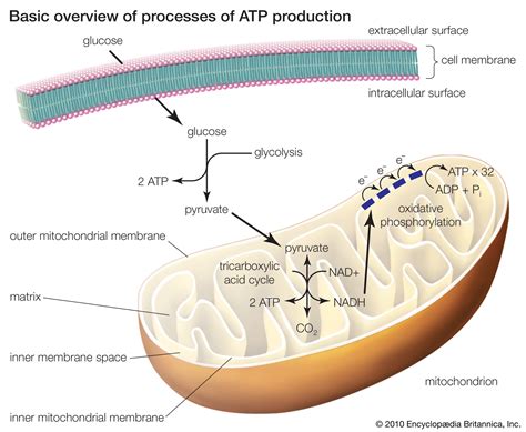 It occurs because your cells don't have enough oxygen to do cellular respiration, and they need to produce energy in some way, so they'll produce it through fermentation (lactic acid). cellular respiration | Process & Products | Britannica