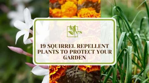 19 Squirrel Repellent Plants To Protect Your Garden Evergreen Seeds