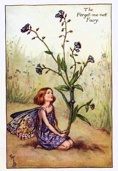 Forget Me Not Flower Fairy Vintage Print Cicely Mary Barker The Flower Fairy Shop