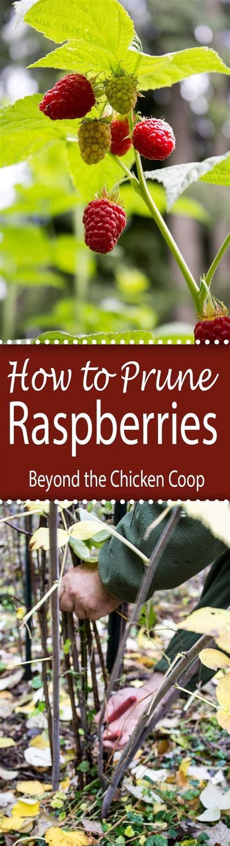 How To Prune Raspberries Indoor Vegetable Gardening Organic Gardening