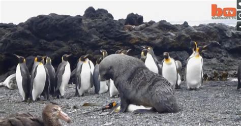 Seals Forcing Sex On Penguins Filmed In Shocking Antarctic Video