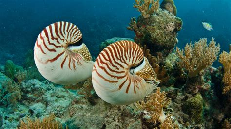 Nautilus Invertebrates Animals Eden Channel