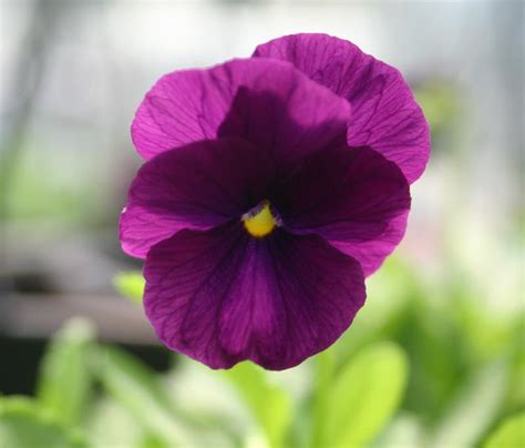 Pansy Cool Wave Purple Viola Wittrockiana From Hillcrest Nursery