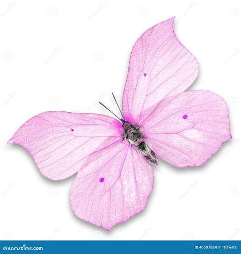 Pink Butterfly Bokeh Stock Photography 140000882