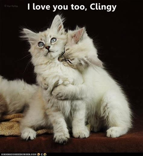 I Love You Too Clingy Cute Cats Baby Animals Cute Baby Animals