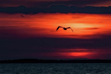 Pelican Sunset Photograph By Stan Lewis Pixels