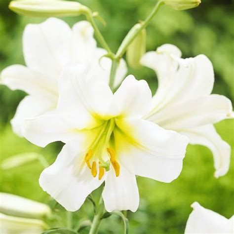 Lily Lilium Regale Album For Sale Online In Eu Directly From The