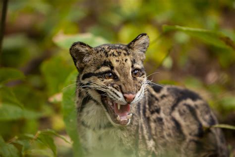 What Plagues the Mysterious Clouded Leopard? | Conservation India