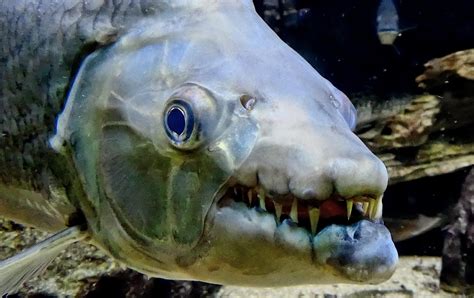 10 Most Dangerous Fish In The World Planet Deadly