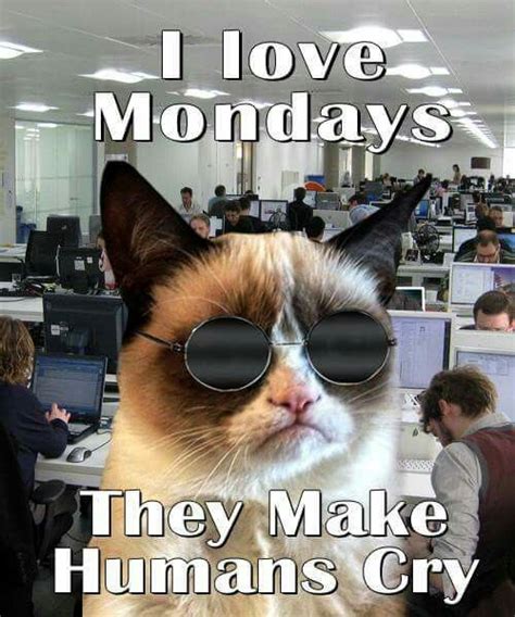 Grumpy Cat On Mondays Funny Grumpy Cat Memes Funny Animal Jokes