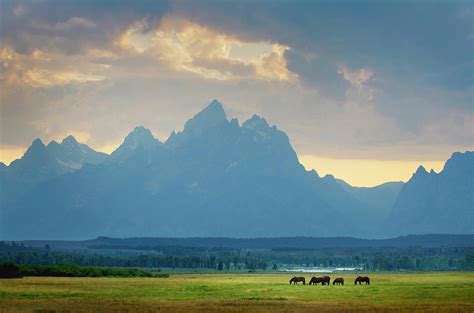 Horses Grazing Grand Teton National Photograph By Alan Majchrowicz