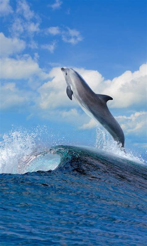 42 Best Ocean Animals Images On Pinterest