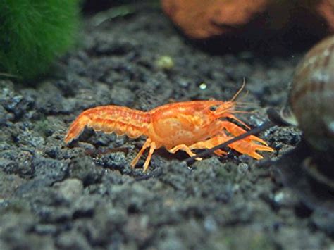 Aquatic Arts 1 B Grade Cpo Crayfish Live Freshwater Aquarium Lobster