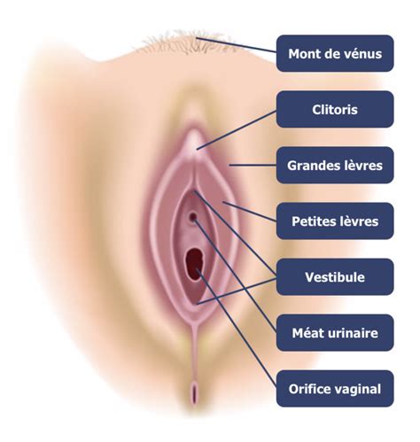 Anatomie de la femme à la découverte des organes génitaux externes