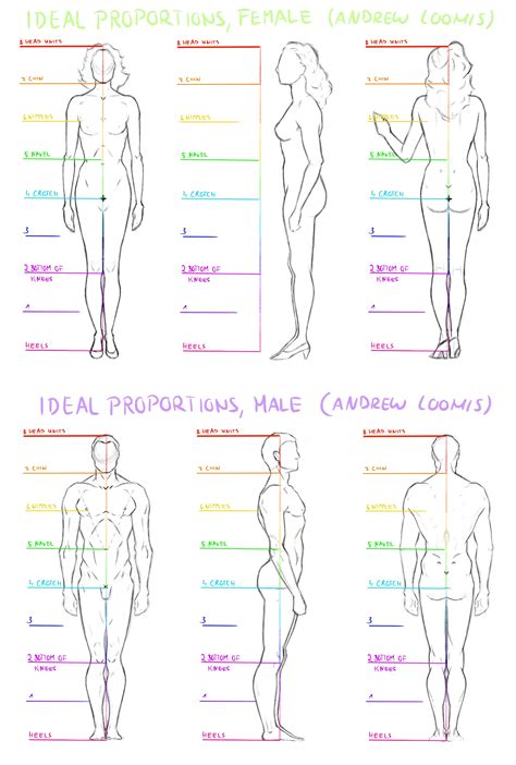 Human Proportions Andrew Loomis Method R Learntodraw