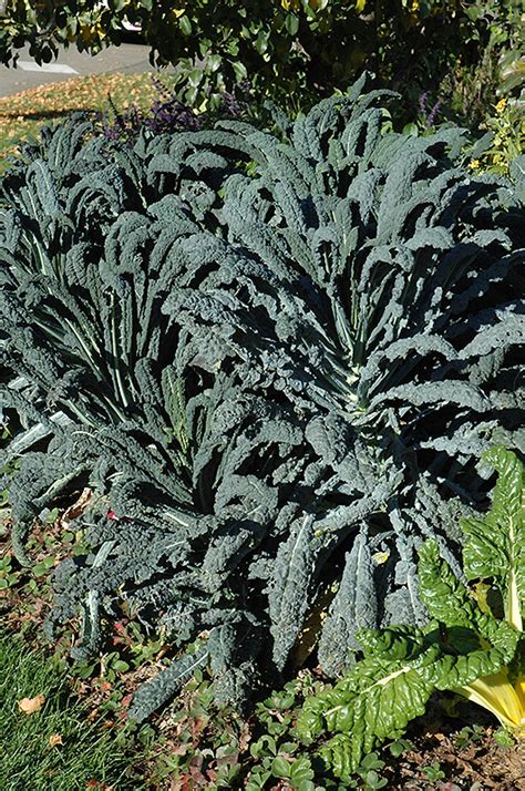 Dinosaur Kale Brassica Oleracea Var Sabellica Lacinato In Reno