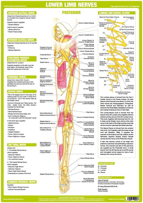 Furthermore, having strong lower body muscles is key to living independently into old age. Lower Limb Nerve Anatomy Chart - Posterior en 2020 ...