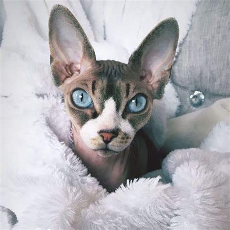 Meet Sphynx Cats The Most Adorable Hairless Felines In 2021 Cat