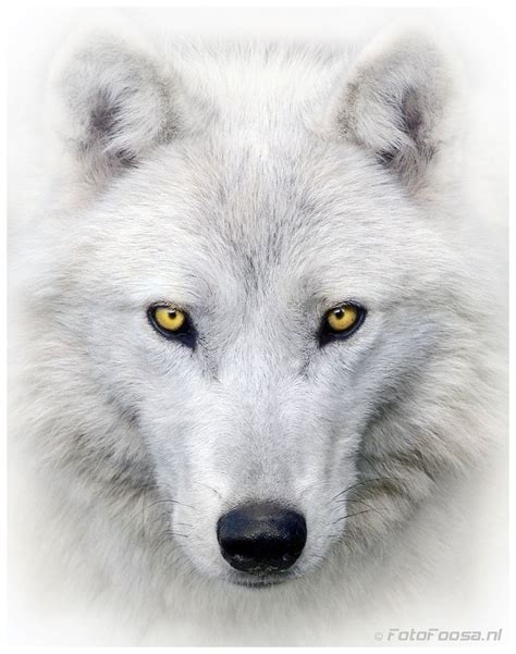 White Wolf Portrait Post Processed In Cs5 Please Use The M Key To