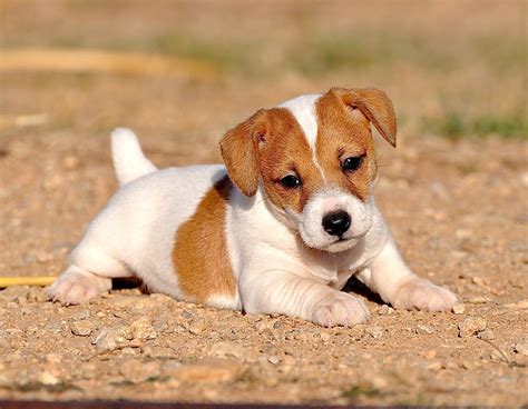 Jack Russell Terrier Características Consejos Y Salud