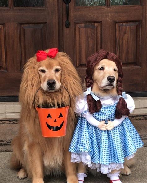 It Looks Like These Two Adorable Golden Retrievers Have Their Wizard Of