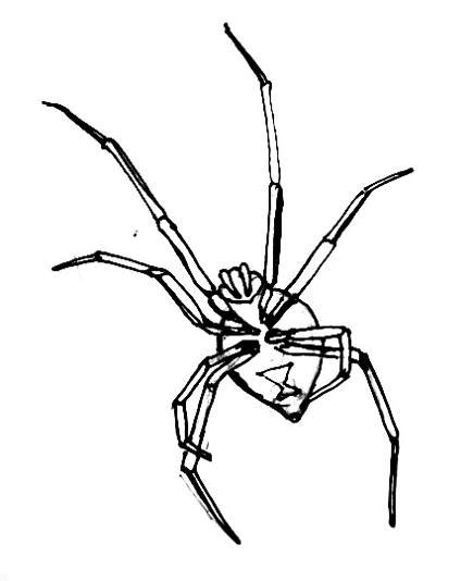 How To Draw A Black Widow Spider Realistically