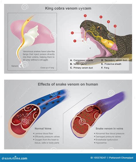 Effect Of Snake Venom On Human Body Snake Poin
