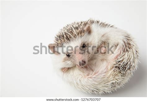 Adorable African Dwarf Hedgehog Resting On Stock Photo 1276703707