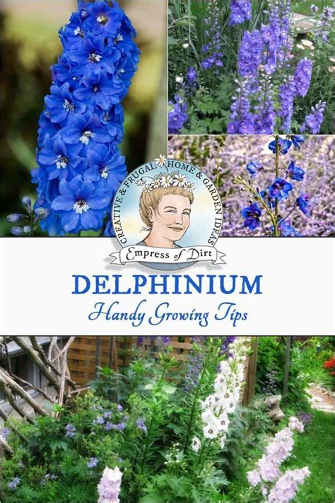 Delphiniums Are A Favourite Flowering Perennial For Cottage Gardens