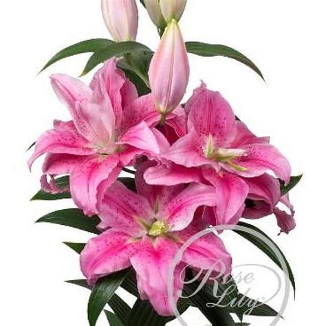 Lily Oriental Roselily Clarissa Cm Wholesale Dutch Flowers