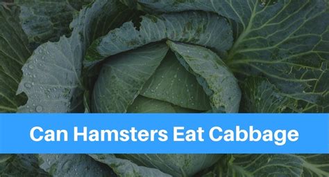 Can Hamsters Eat Cabbage Petsolino