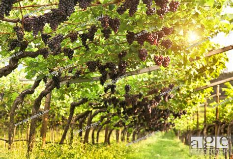 Grapes Hanging In Vineyard Stock Photo Picture And Royalty Free Image