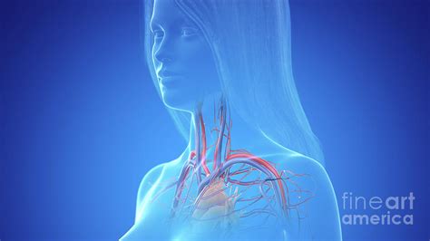 Human Neck Arteries And Veins Photograph By Sebastian Kaulitzkiscience