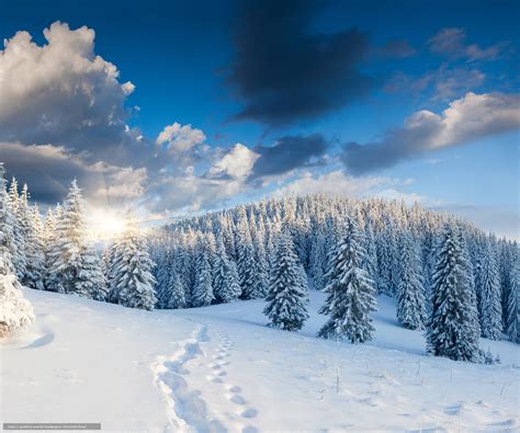 Download Hintergrund Winter Wald Bäume Schnee Freie Desktop Tapeten