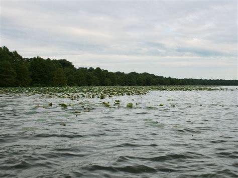 Fishing For Catfish On Tennessees Reelfoot Lake