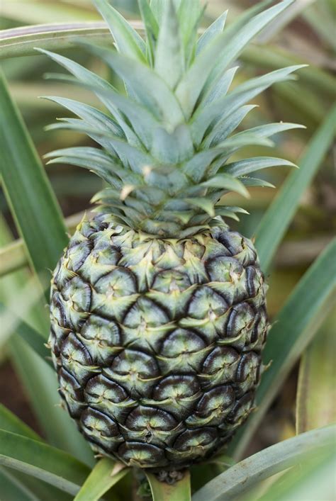 Free Stock Photo Of Fresh Pineapple Growing On A Plant Photoeverywhere