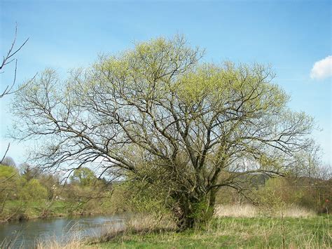 Le saule blanc, saule commun, saule argenté, osier blanc, ou saule vivier (salix alba l.), est un arbre de la famille des salicacées. Salix alba - Wikipedia