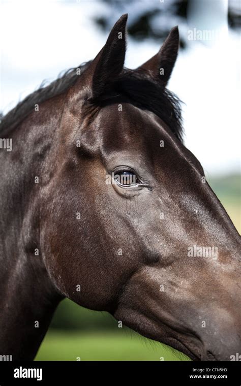 Horse With Pricked Up Ears Hi Res Stock Photography And Images Alamy