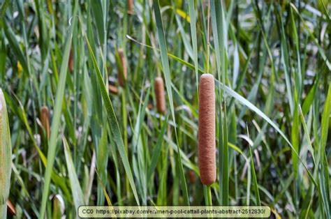 Cattails And Bulrushes Versatile And Edible Wild Plants Virily