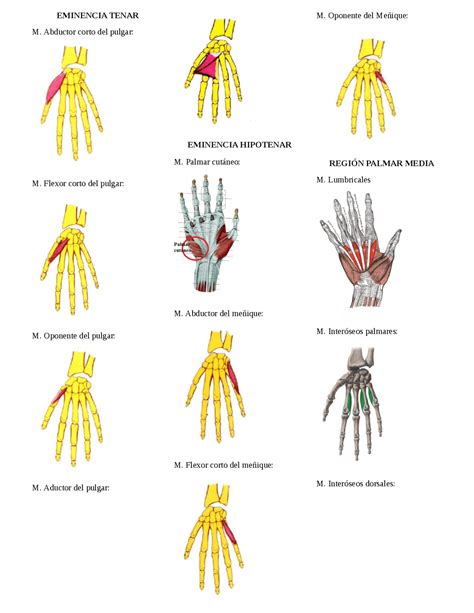 Musculatura De Antebrazo Y Mano Docsity