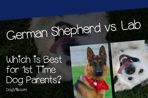 German Shepherd Vs Labrador Which Is Better For First Time Owners