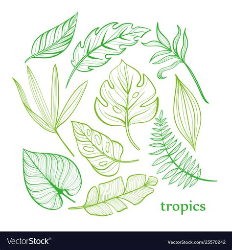 Set Of Tropical Leaves Line Drawing Hand Drawn Vector Image