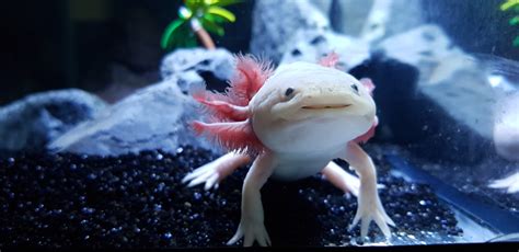 De Axolotl National Geographic Junior