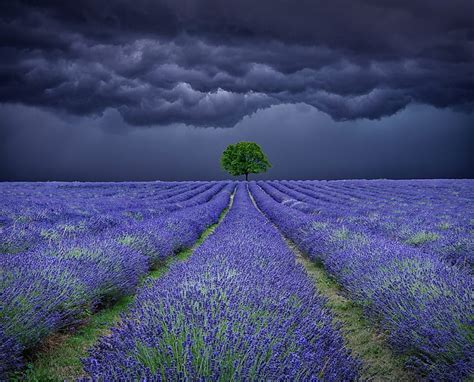 1920x1080px 1080p Free Download Lavender Field Storms Stormy