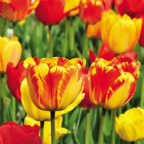 Tulipe Darwin Hybride Vari Es Lot De Bulbes Le Lot De Bulbes