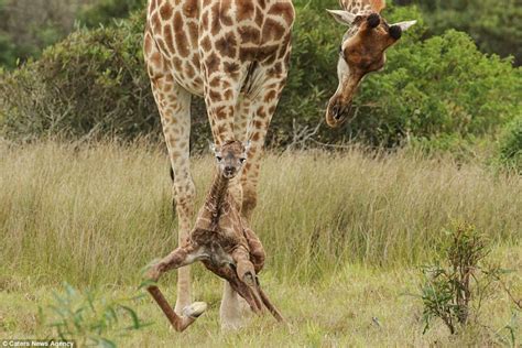 Baby Giraffe Takes First Steps In South Africa Safari Park Daily Mail