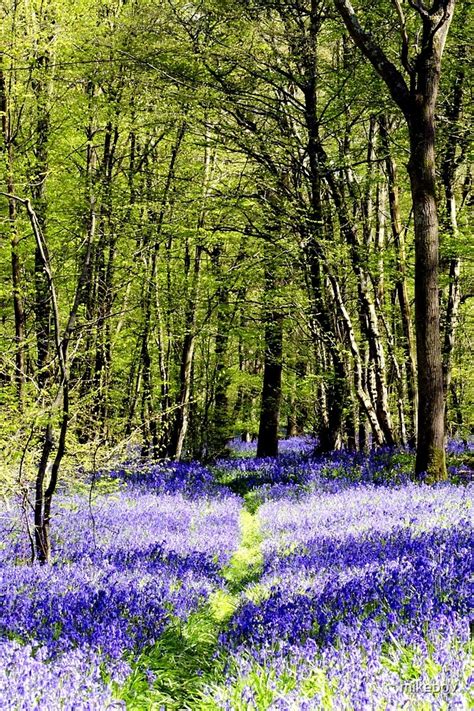 Bluebell Path By Mikebov Redbubble