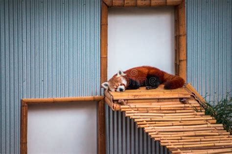 Sleepy Red Panda At The John Ball Zoo On A Summer Day In Grand Rapids
